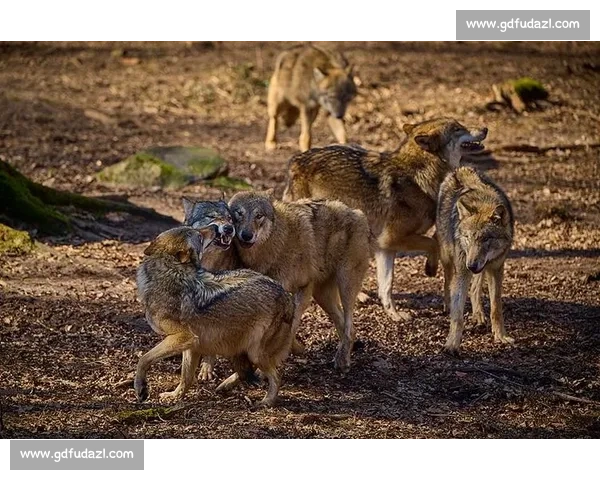 群狼逆袭多伦多：VCT CN 赛区的崛起之路